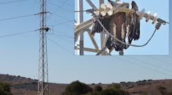 The motivation for use of cover-up materials is knowing what can happen when they are not used. In this case, a griffon vulture was electrocuted on a lattice steel distribution structure in southern Spain.