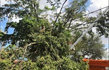 Tdworld 10493 Asplundh Tree Irma 1
