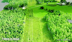 tree risk tree risk