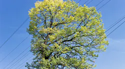 tree by power line