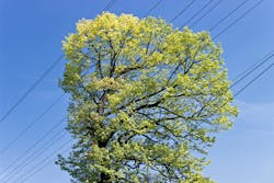 tree by power line tree by power line