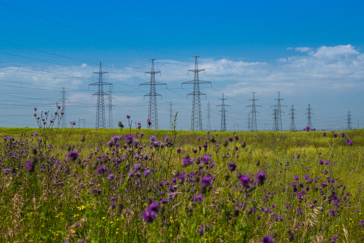 transmission lines with flowers