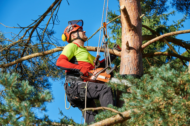 arborist