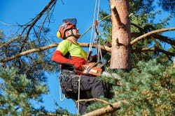 arborist arborist