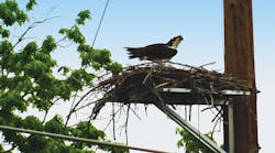 An osprey nests on PLP&rsquo;s Raptor Protector Platform, which is installed on the side of a pole.