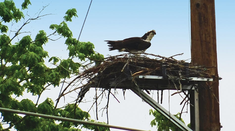 An osprey nests on PLP&rsquo;s Raptor Protector Platform, which is installed on the side of a pole.