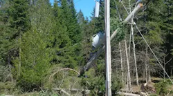 tree damage from storm