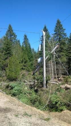 tree damage from storm tree damage from storm