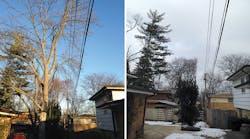 Images show a tap before and after being storm-hardened. The large tree in the foreground has been completely removed and ground-to-sky clearance has been achieved in the background. This goes well beyond typical cycle-trimming clearances.