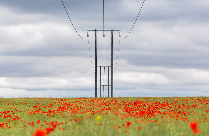 perennials under power line