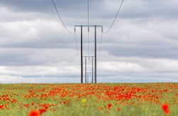 perennials under power line perennials under power line