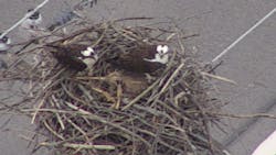 birds nest birds nest