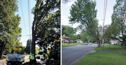 Rainbow Treecare, tree growth regulators Rainbow Treecare, tree growth regulators