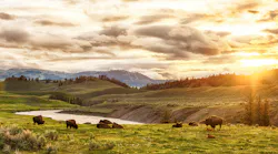 Herd of adult and baby buffaloes (bison bison) at sunset time. Yellowstone National Park, Wyoming, USA