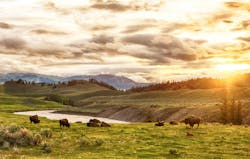 Herd of adult and baby buffaloes (bison bison) at sunset time. Yellowstone National Park, Wyoming, USA Herd of adult and baby buffaloes (bison bison) at sunset time. Yellowstone National Park, Wyoming, USA