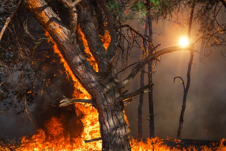 fire. wildfire at sunset, burning pine forest in the smoke and flames.