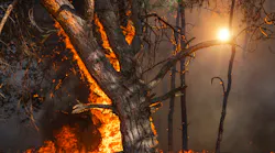 fire. wildfire at sunset, burning pine forest in the smoke and flames.