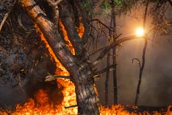 fire. wildfire at sunset, burning pine forest in the smoke and flames. fire. wildfire at sunset, burning pine forest in the smoke and flames.