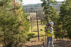 trees and power lines trees and power lines