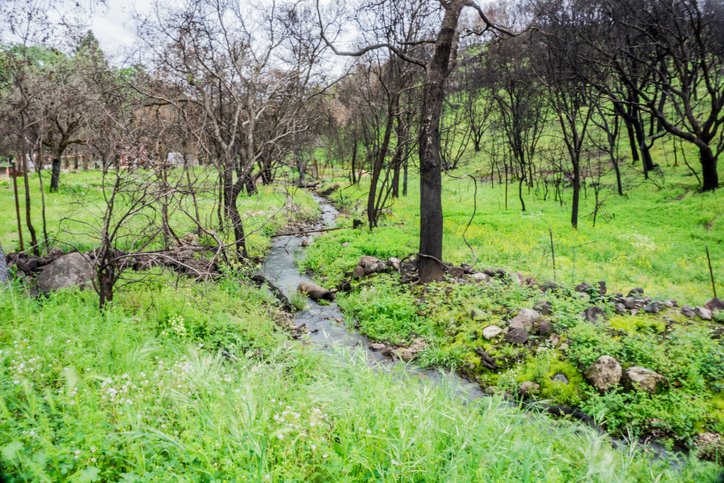 Signs of Life Amidst the Napa Fire Damage