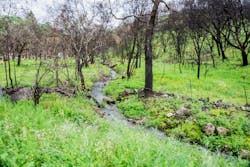 Signs of Life Amidst the Napa Fire Damage Signs of Life Amidst the Napa Fire Damage