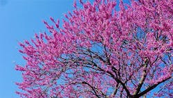 DukeArborDay DukeArborDay