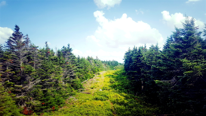 A grassy path with trees on either side