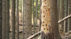 Tdworld 9197 Diseased Tree Borchee