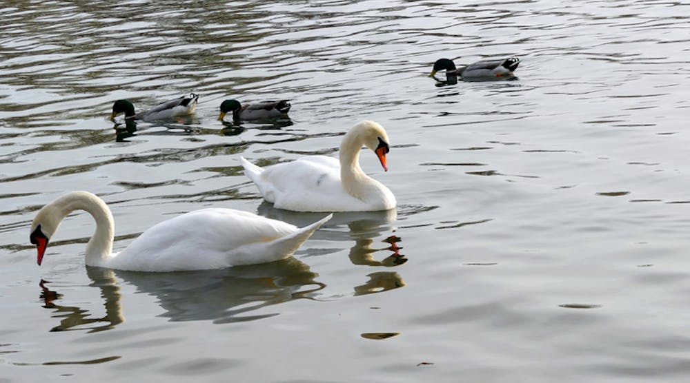 Tdworld 9450 Ducks And Swans Daniesun