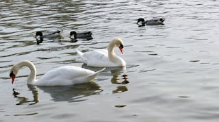 Tdworld 9450 Ducks And Swans Daniesun