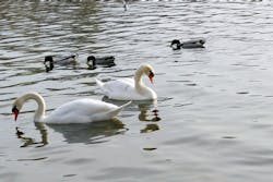 ducks and swans ducks and swans