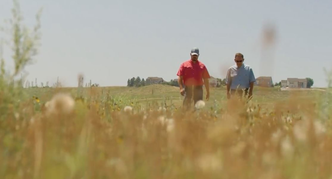 Invasive Grasses