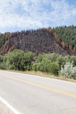 burned trees burned trees