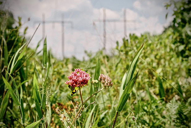 wings at work program