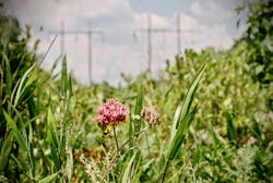 wings at work program wings at work program