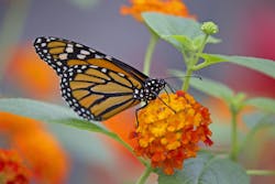 GettyImages-927068292.jpg GettyImages-927068292.jpg