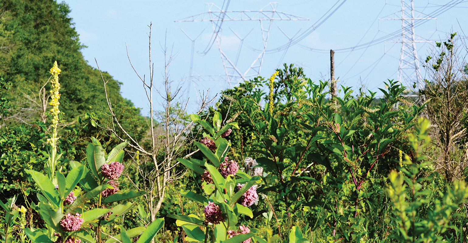 BGE ROW in Patuxent National Wildlife Refuge showing retained shrubs in tree treated border zone