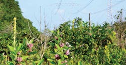 BGE ROW in Patuxent National Wildlife Refuge showing retained shrubs in tree treated border zone BGE ROW in Patuxent National Wildlife Refuge showing retained shrubs in tree treated border zone