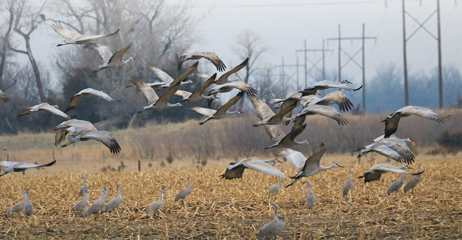 Cranes foraging and flying (foreground) while the ACAS shines on a power line span (four purple lights in background)