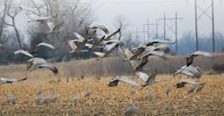 Cranes foraging and flying (foreground) while the ACAS shines on a power line span (four purple lights in background) Cranes foraging and flying (foreground) while the ACAS shines on a power line span (four purple lights in background)