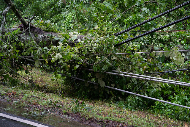 An uprooted tree on a power line