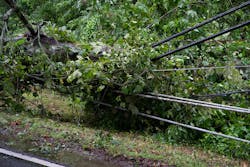 An uprooted tree on a power line An uprooted tree on a power line