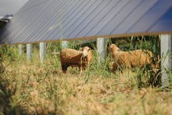 Tdworld Com Sites Tdworld com Files 906 21 Fig2 Sheep Tdworld Com Sites Tdworld com Files 906 21 Fig2 Sheep