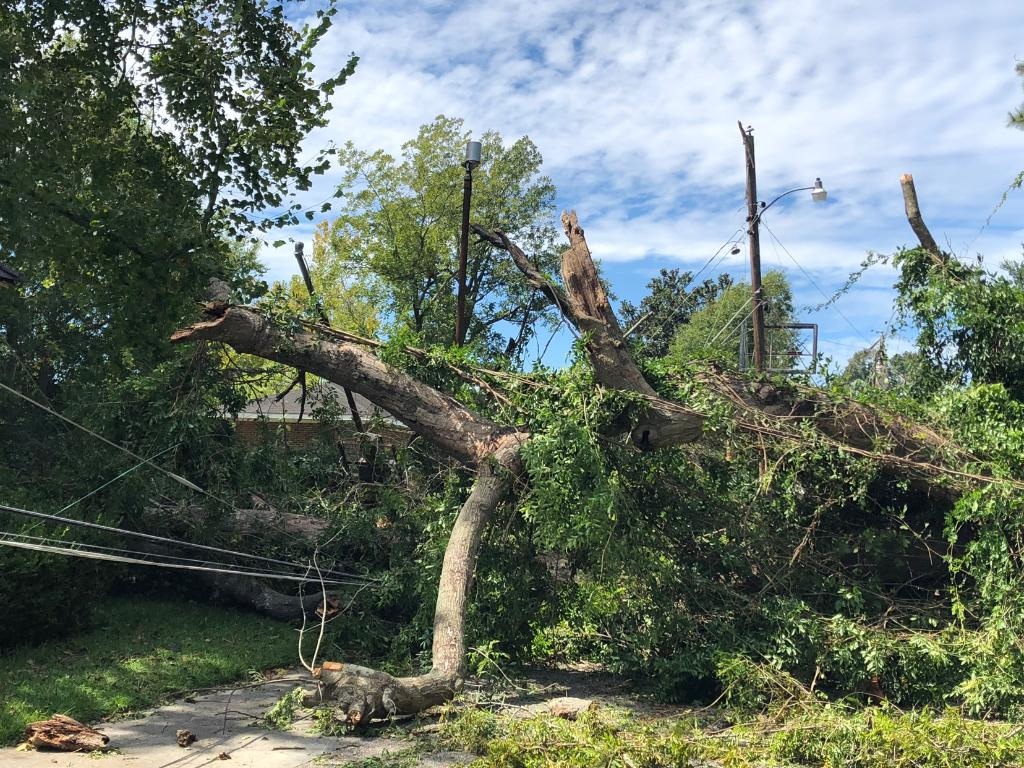 A fallen tree entangled in a power line