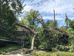 A fallen tree entangled in a power line A fallen tree entangled in a power line