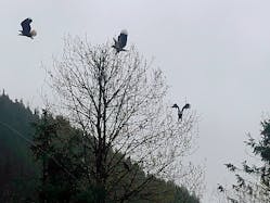 Tdworld Com Sites Tdworld com Files 908 24 Eagles In A Tree