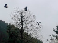 Tdworld Com Sites Tdworld com Files 908 24 Eagles In A Tree Tdworld Com Sites Tdworld com Files 908 24 Eagles In A Tree