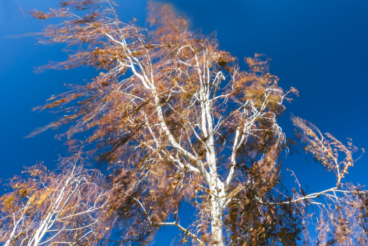 A tree's dry leaves blowing in the wind