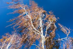 A tree's dry leaves blowing in the wind A tree's dry leaves blowing in the wind