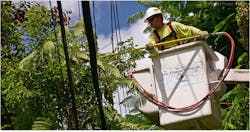A restoration effort by Florida Power & Light A restoration effort by Florida Power & Light